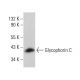 Glycophorin C Antibody (E5) - Western Blotting - Image 380851 