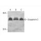 Glycophorin C Antibody (E5) - Western Blotting - Image 394394 