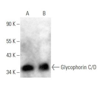Glycophorin C/D Antibody (F-8) - Western Blotting - Image 354399 
