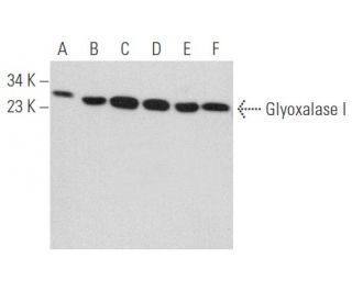 Glyoxalase I Antibody (6F10) - Western Blotting - Image 357701 