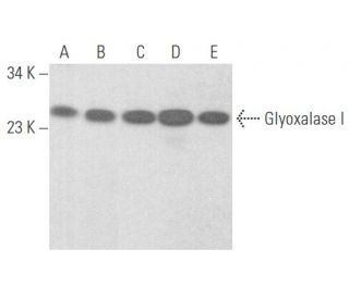 Glyoxalase I Antibody (D-6) - Western Blotting - Image 355652 
