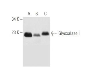 western blotting image from recommended Glyoxalase I (D-5) monoclonal antibody replacement. Image 59409