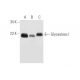 western blotting image from recommended Glyoxalase I (D-5) monoclonal antibody replacement. Image 59409