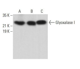 Glyoxalase I Antibody (G-6) - Western Blotting - Image 380677 