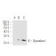 Glyoxalase I Antibody (GloIa) - Western Blotting - Image 50112 