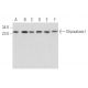 Glyoxalase I Antibody (GloIa) - Western Blotting - Image 357702 