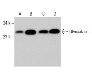 Glyoxalase I Antibody (H-3) - Western Blotting - Image 374129 