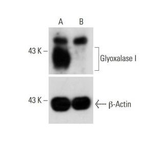 Glyoxalase I CRISPR/CAS9 KO Plasmid (m): sc-430964. Western blot analysis of Glyoxalase I expression in empty vector contr 