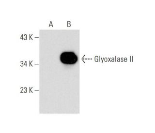 Glyoxalase II Antibody (A-11) - Western Blotting - Image 138521 