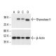 Glyoxalase II Antibody (A-11) - Western Blotting - Image 411819