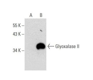 Glyoxalase II Antibody (C-6) - Western Blotting - Image 135462