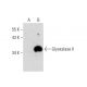 Glyoxalase II Antibody (C-6) - Western Blotting - Image 135462