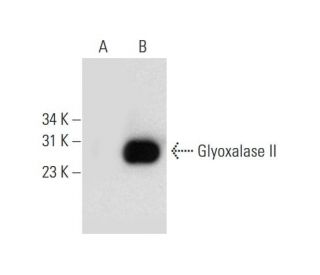 Glyoxalase II Antibody (F-12) - Western Blotting - Image 139670 