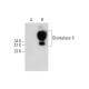 Glyoxalase II Antibody (F-12) - Western Blotting - Image 139668