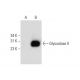 Glyoxalase II Antibody (F-12) - Western Blotting - Image 139670 