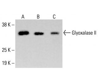 Glyoxalase II Antibody (F-9) - Western Blotting - Image 413802 