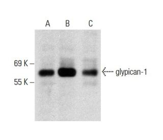 glypican-1 Antibody (A-10) - Western Blotting - Image 137916Each CRISPR/Cas9 Knockout (KO) Plasmid product consists of a pool of 3 plasmids designed to ensure identification and cleavage of a specific gene for maximum knockout efficiency. Each plasmid encodes a unique 20 nt sequence derived from the GeCKO (v2) library.