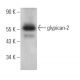 glypican-2 Antibody (F-5) - Western Blotting - Image 367461