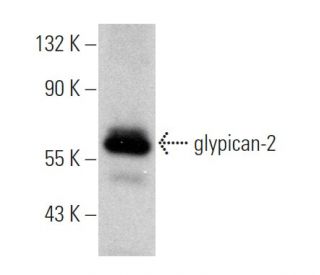 glypican-2 Antibody (F-5) - Western Blotting - Image 369301 