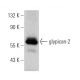 glypican-2 Antibody (F-5) - Western Blotting - Image 369301 