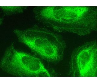 Glypican-3 Antibody (F-3) - Immunofluorescence - Image 370366