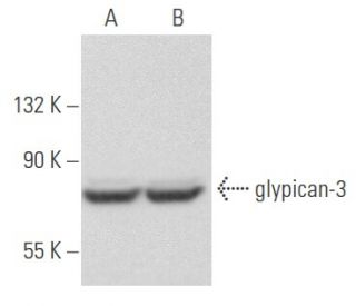 Glypican-3 Antibody (F-3) - Western Blotting - Image 355449