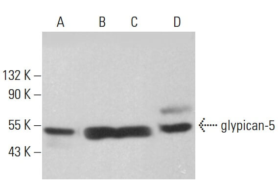 Anti-glypican-5 Antibody (F-3) | SCBT - Santa Cruz Biotechnology