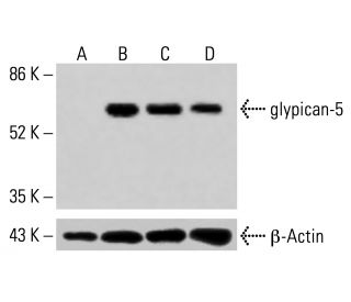 glypican-5 Antibody (F-3) - Western Blotting - Image 415166 