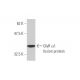 GlyR α1 Antibody (2E7) - Western Blotting - Image 348489