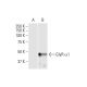 GlyR α1 Antibody (2E7) - Western Blotting - Image 352113 