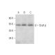 GlyR β Antibody (D-8) - Western Blotting - Image 297900 