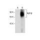 GlyR β Antibody (G-1) - Western Blotting - Image 287461