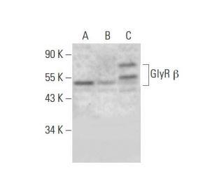 GlyR &beta; Antibody (G-1) - Western Blotting - Image 297901 