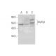 GlyR β Antibody (G-1) - Western Blotting - Image 297901 