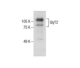 GlyT2 Antibody (B-4) - Western Blotting - Image 286040