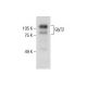 GlyT2 Antibody (B-4) - Western Blotting - Image 286040