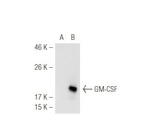 western blotting image from recommended GM-CSF (B6-2-hGMCSF) monoclonal antibody replacement. Image 54847
