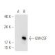 western blotting image from recommended GM-CSF (B6-2-hGMCSF) monoclonal antibody replacement. Image 54847