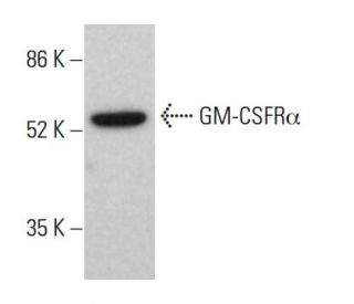 GM-CSFR&alpha; Antibody (S-50) - Western Blotting - Image 381399Each CRISPR/Cas9 Knockout (KO) Plasmid product consists of a pool of 3 plasmids designed to ensure identification and cleavage of a specific gene for maximum knockout efficiency. Each plasmid encodes a unique 20 nt sequence derived from the GeCKO (v2) library. 