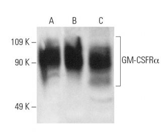GM-CSFR&alpha; Antibody (8D10) - Western Blotting - Image 2915 