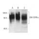 GM-CSFRα Antibody (8D10) - Western Blotting - Image 2915 