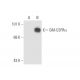 GM-CSFRα Antibody (8D10) - Western Blotting - Image 56560 