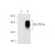 GM-CSFRα Antibody (8D10) - Western Blotting - Image 62576