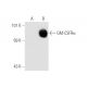 GM-CSFRα Antibody (8G6 BOT) - Western Blotting - Image 56564 