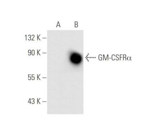 GM-CSFR&alpha; Antibody (8G6 BOT) - Western Blotting - Image 62580 