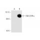 GM-CSFRα Antibody (8G6) - Western Blotting - Image 56566 