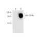 GM-CSFRα Antibody (8G6) - Western Blotting - Image 62582 