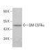GM-CSFRα Antibody (8G6) - Western Blotting - Image 381357