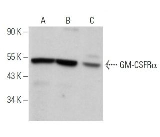 western blotting image from recommended GM-CSFR&alpha; (S-50) monoclonal antibody replacement. Image 362379