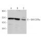 western blotting image from recommended GM-CSFRα (S-50) monoclonal antibody replacement. Image 362379